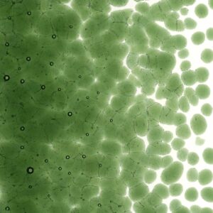 Olive Green Transparent, Coarse Frit 001141-0003-F-P005