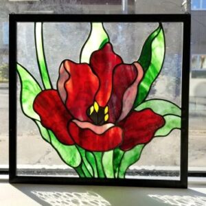 "King Alfred Tulip"