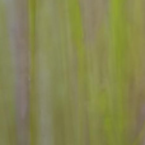 Medium Purple, Medium Green Streaky Opalescent PW163