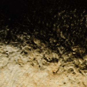 Black Opalescent Gold Iridescent 000100-0038-F