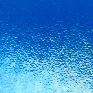 Caribbean Blue Transparent Rainbow Iridescent BU 001164-31-F