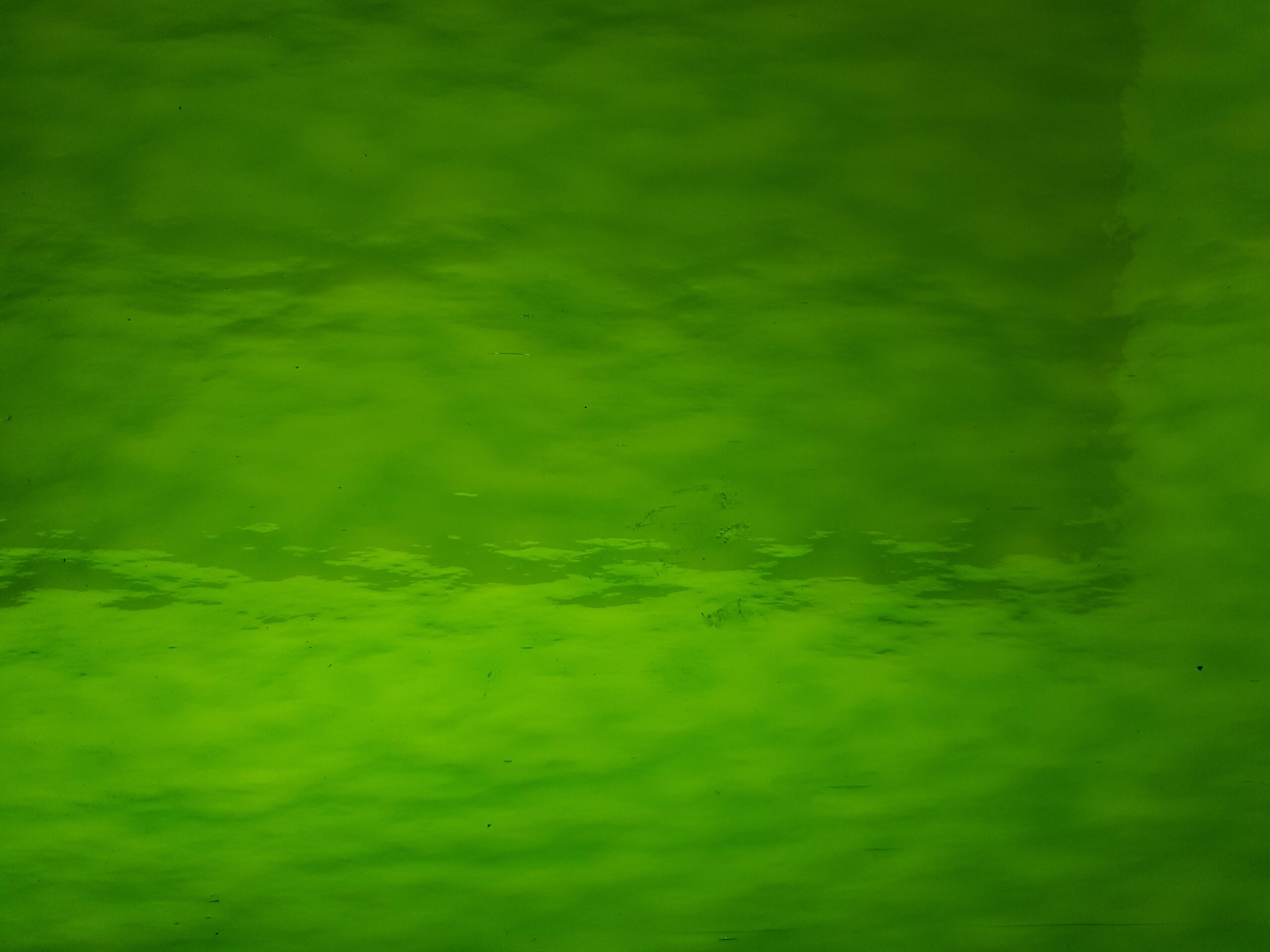 Featured image for “MEDIUM GREEN ROUGH ROLLED SP123RR”