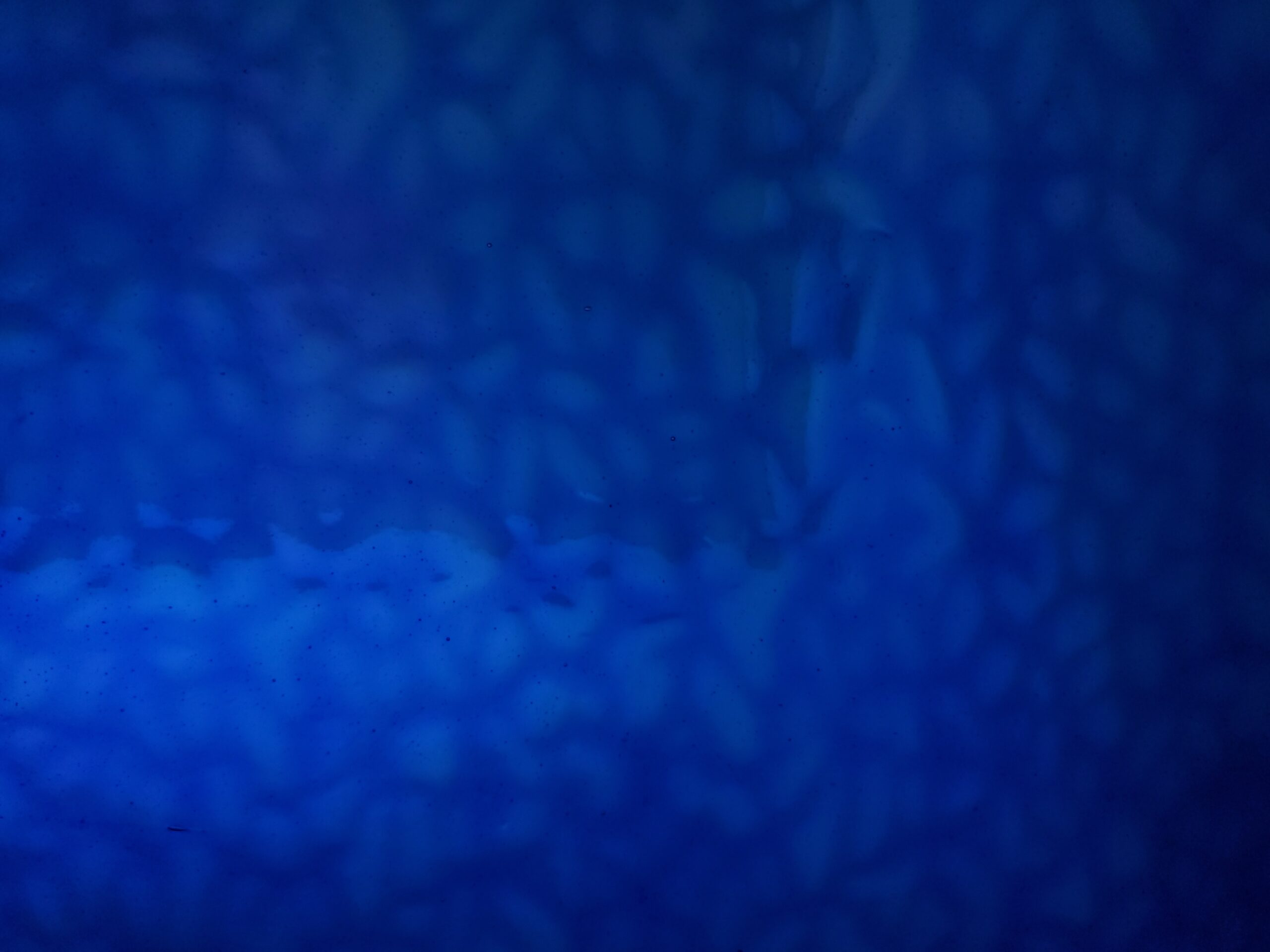 Featured image for “MAJESTY BLUE ENGLISH MUFFLE EM4926”