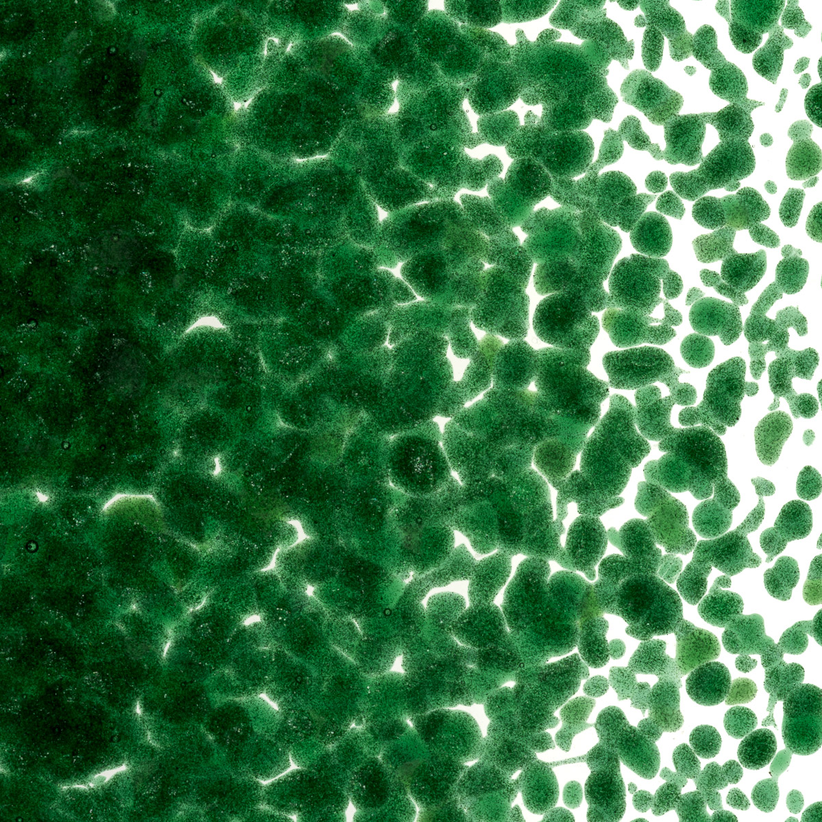 Featured image for “Aventurine Green Transparent, Medium Frit 001112-0002-F_01”