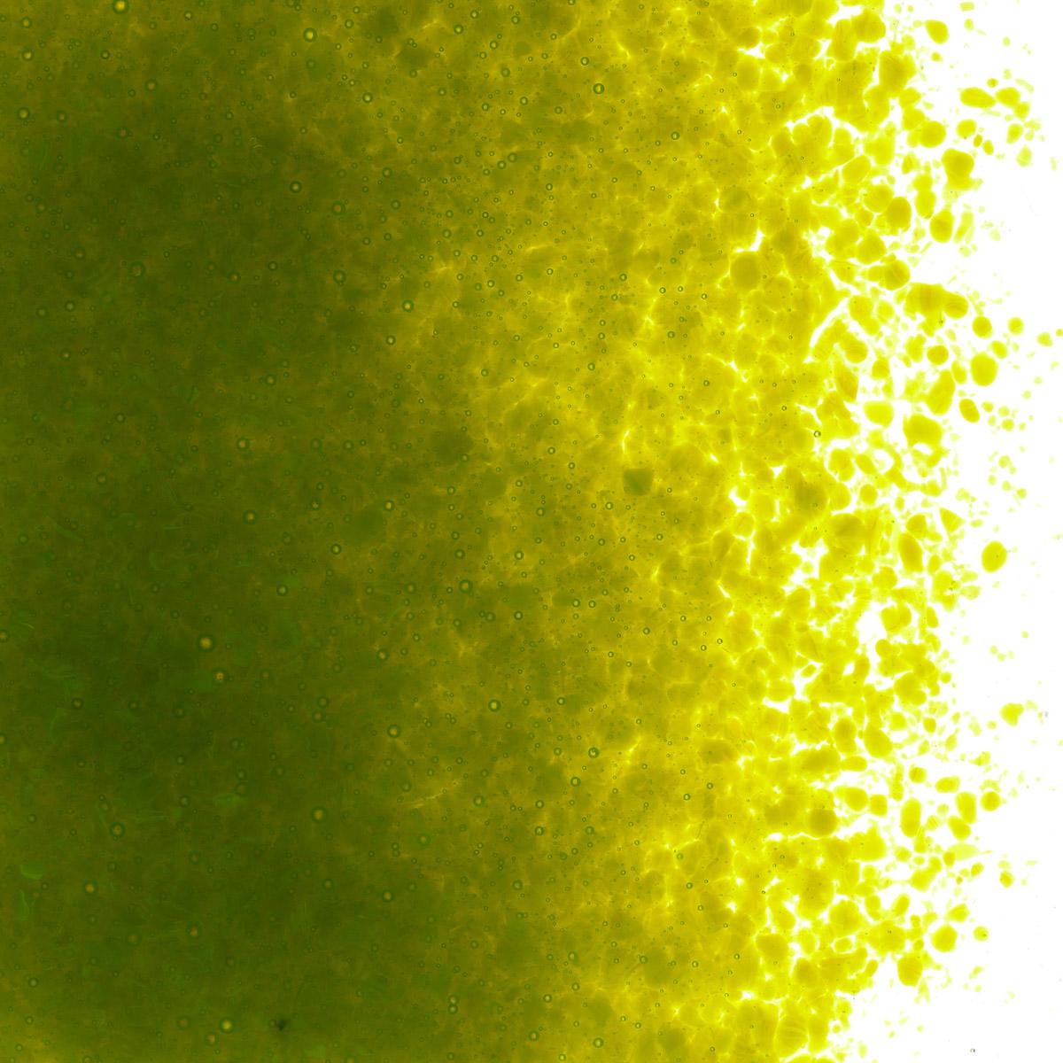 Featured image for “Avocado Green Opalescent, Fine Frit 000222-0001-F_01”