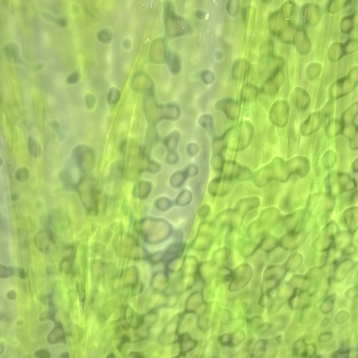 Featured image for “Bullseye Celery Lime Green Ring Mottle 006207-0000”