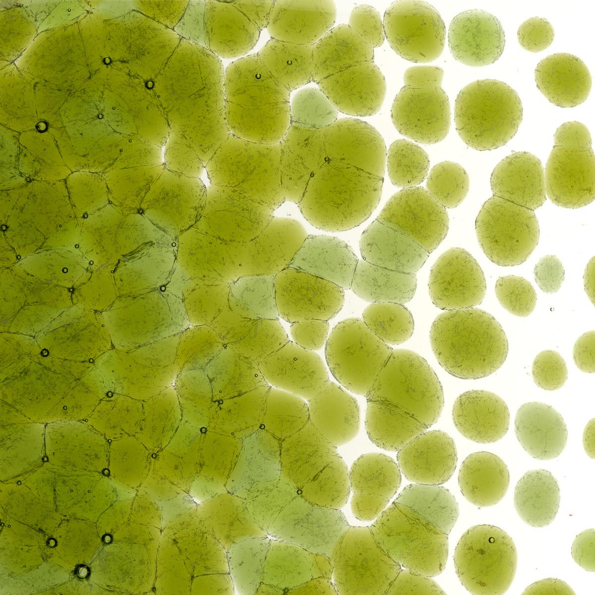 Featured image for “Fern Green Transparent, Coarse Frit 001207-0003-F_01”