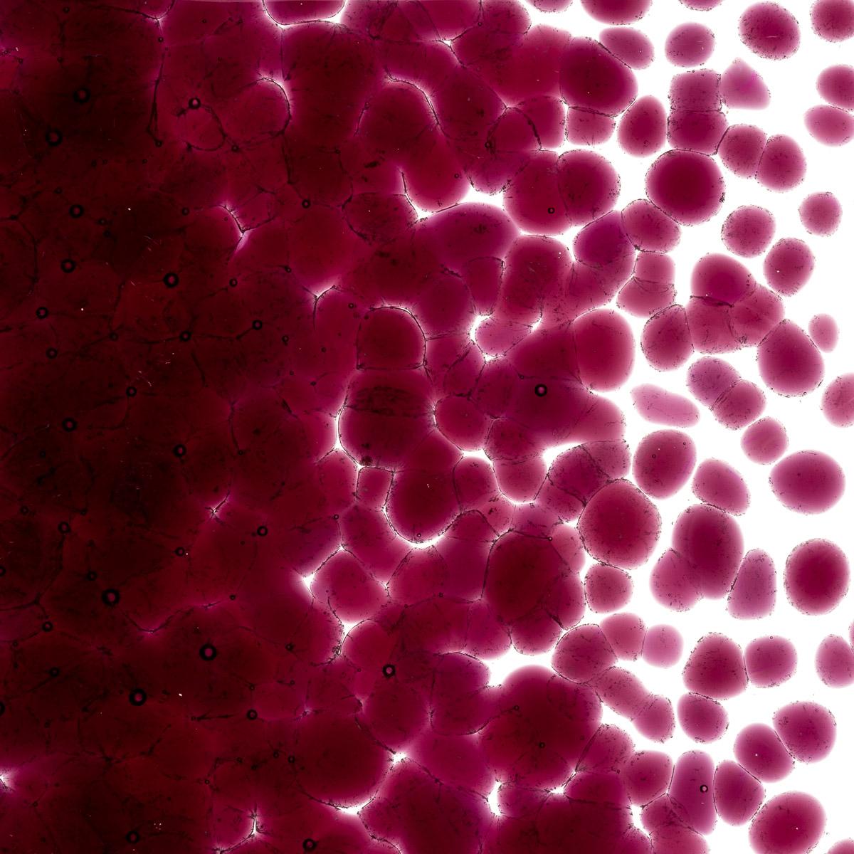 Featured image for “Fuchsia Transparent, Coarse Frit 001332-0003-F_01”