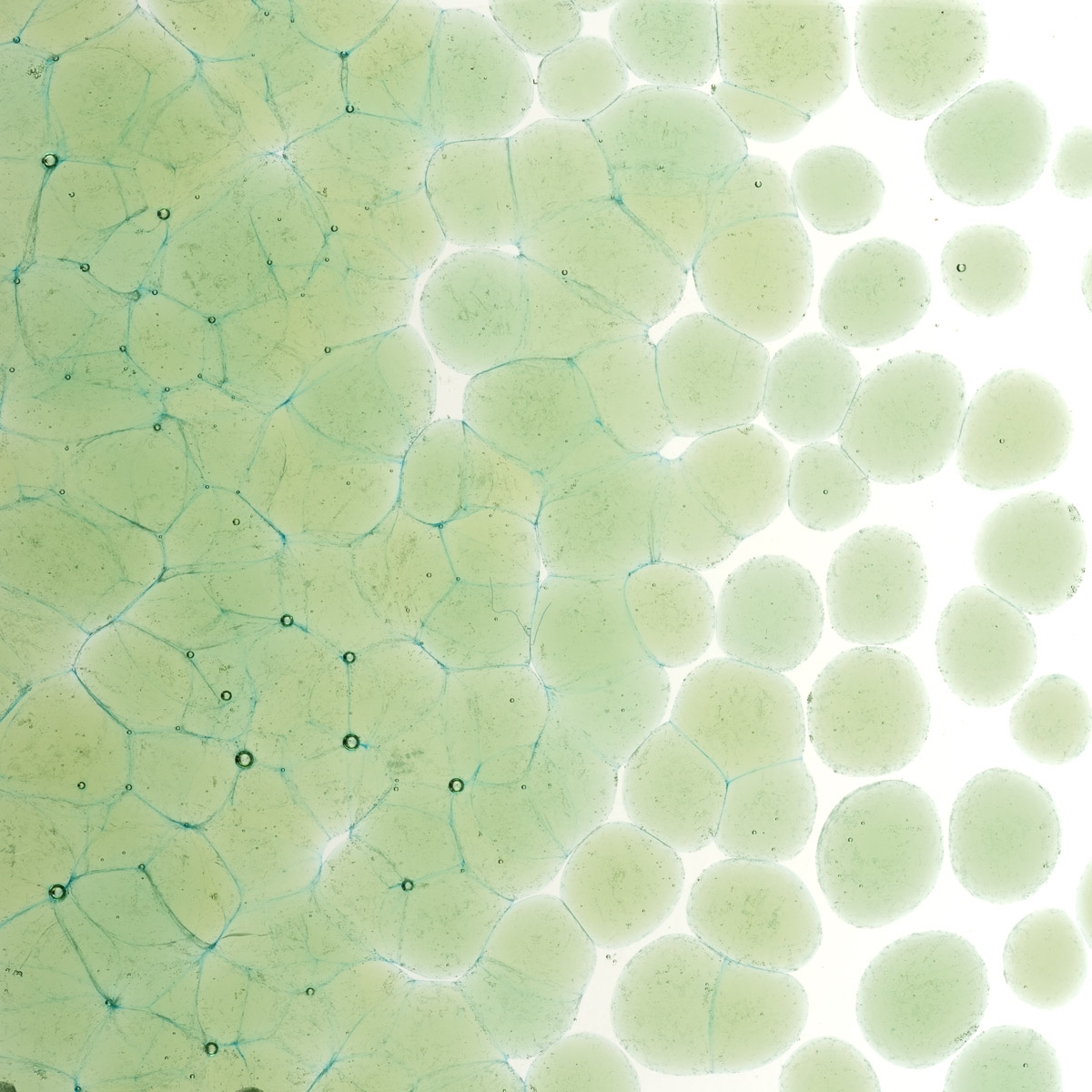Featured image for “Leaf Green Transparent, Coarse Frit 001217-0003-F_01”