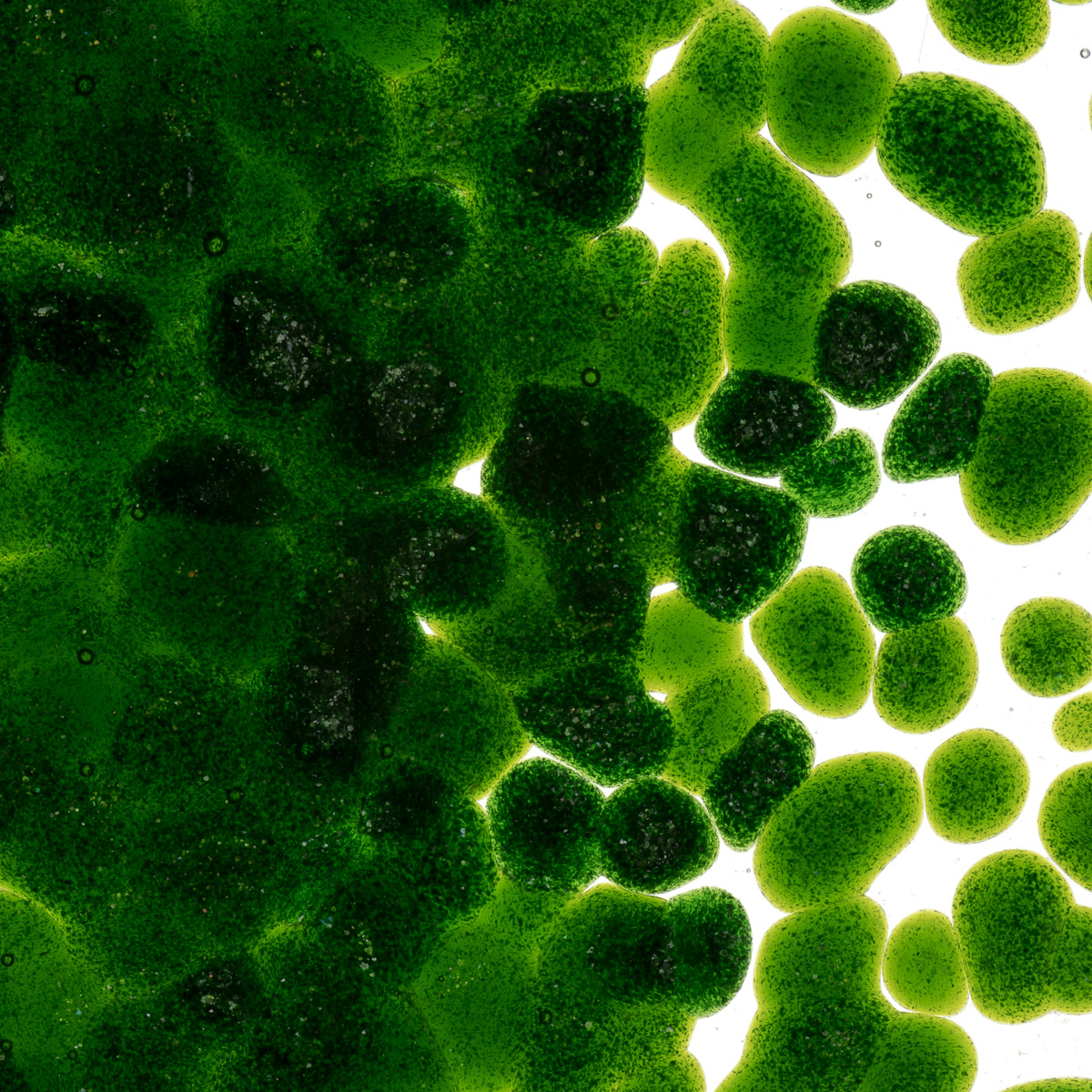 Featured image for “Light Aventurine Green Transparent, Coarse Frit 001412-0003-F_01”