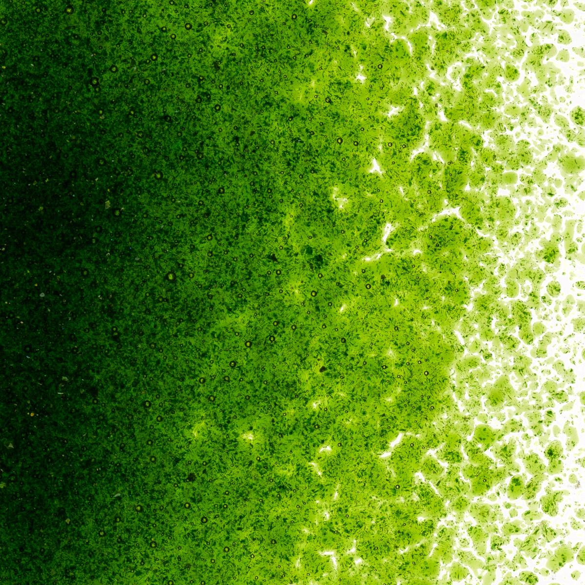 Featured image for “Light Aventurine Green Transparent, Fine Frit 001412-0001-F_01”