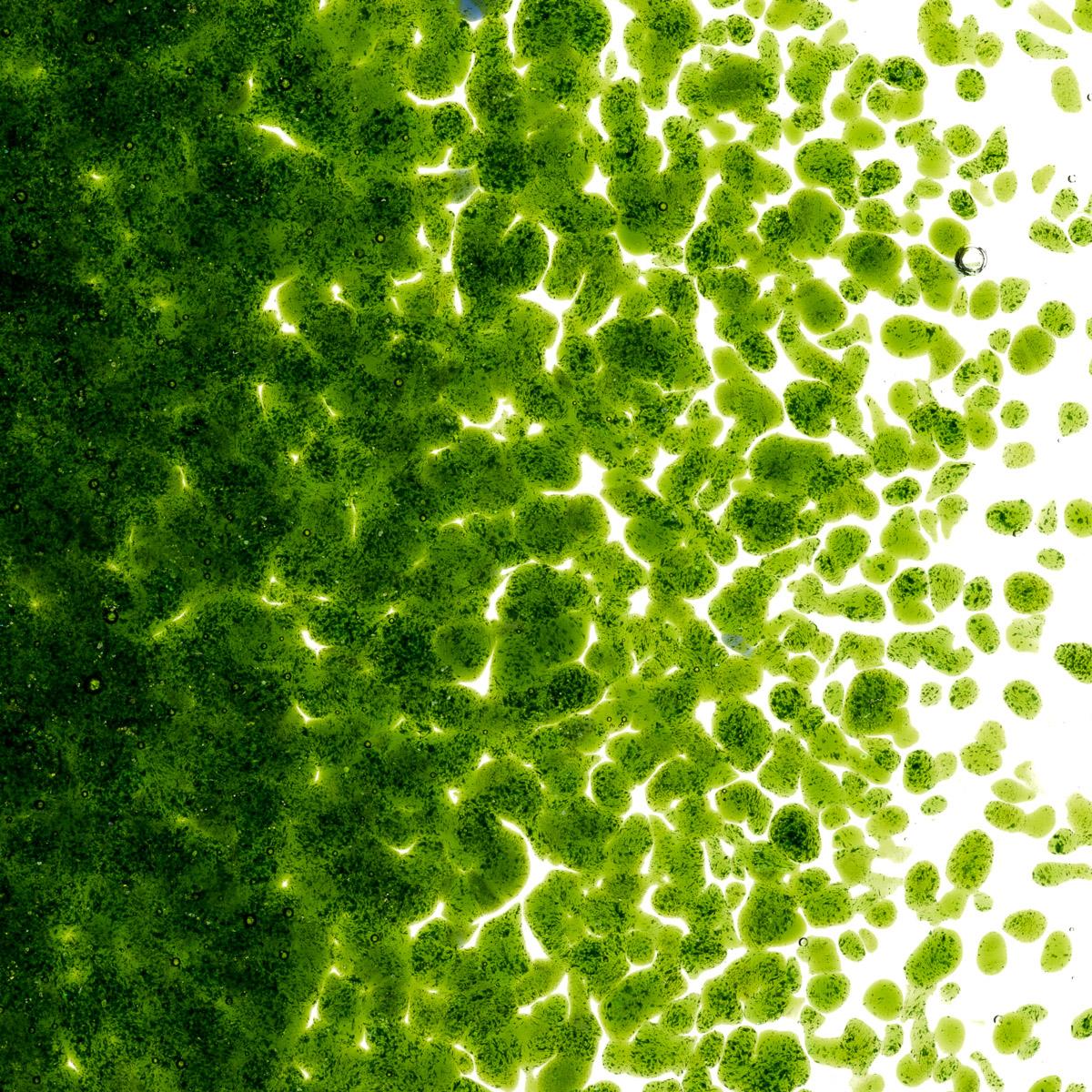 Featured image for “Light Aventurine Green Transparent, Medium Frit 001412-0002-F_01”