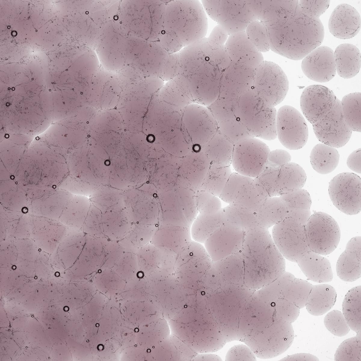 Featured image for “Light Violet Transparent, Coarse Frit 001428-0003-F_01”