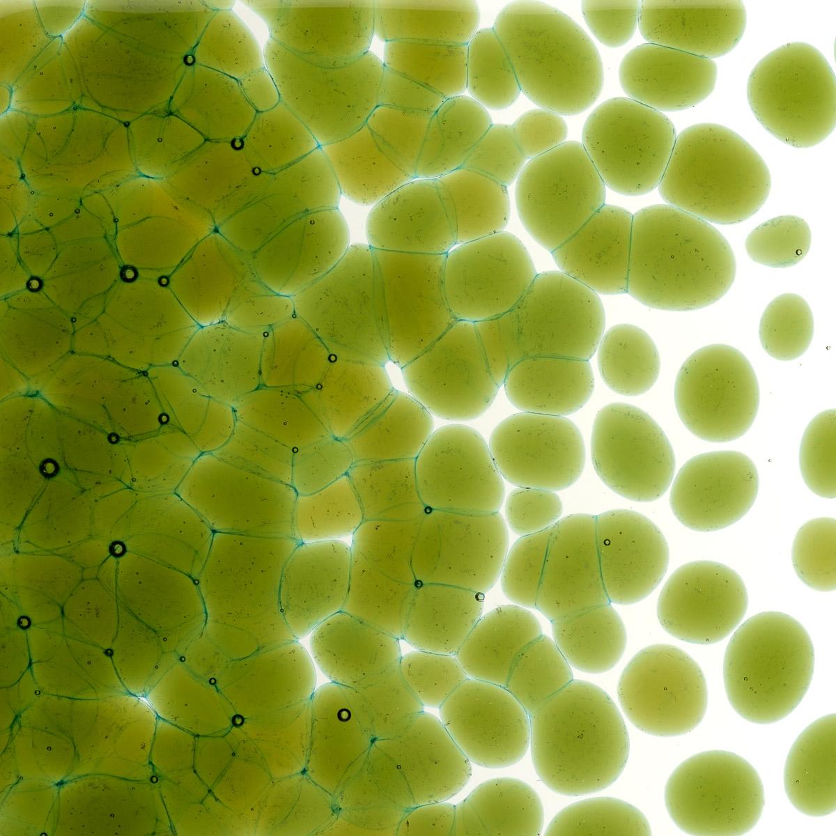 Featured image for “Lily Pad Green Transparent, Coarse Frit 001226-0003-F_01”