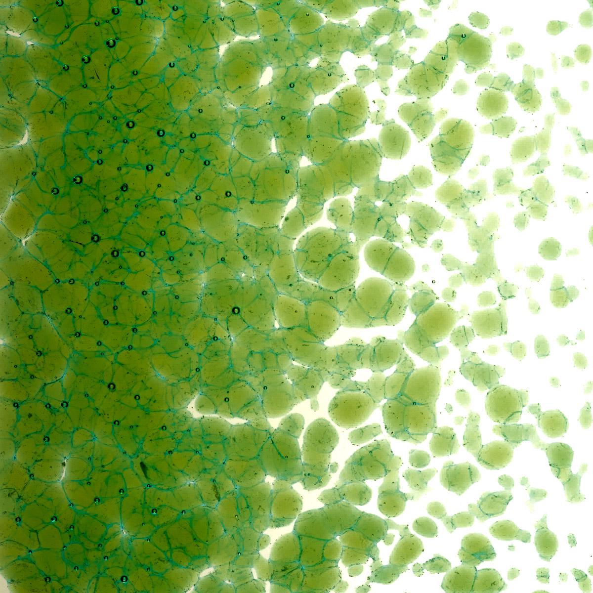 Featured image for “Lily Pad Green Transparent, Medium Frit 001226-0002-F_01”