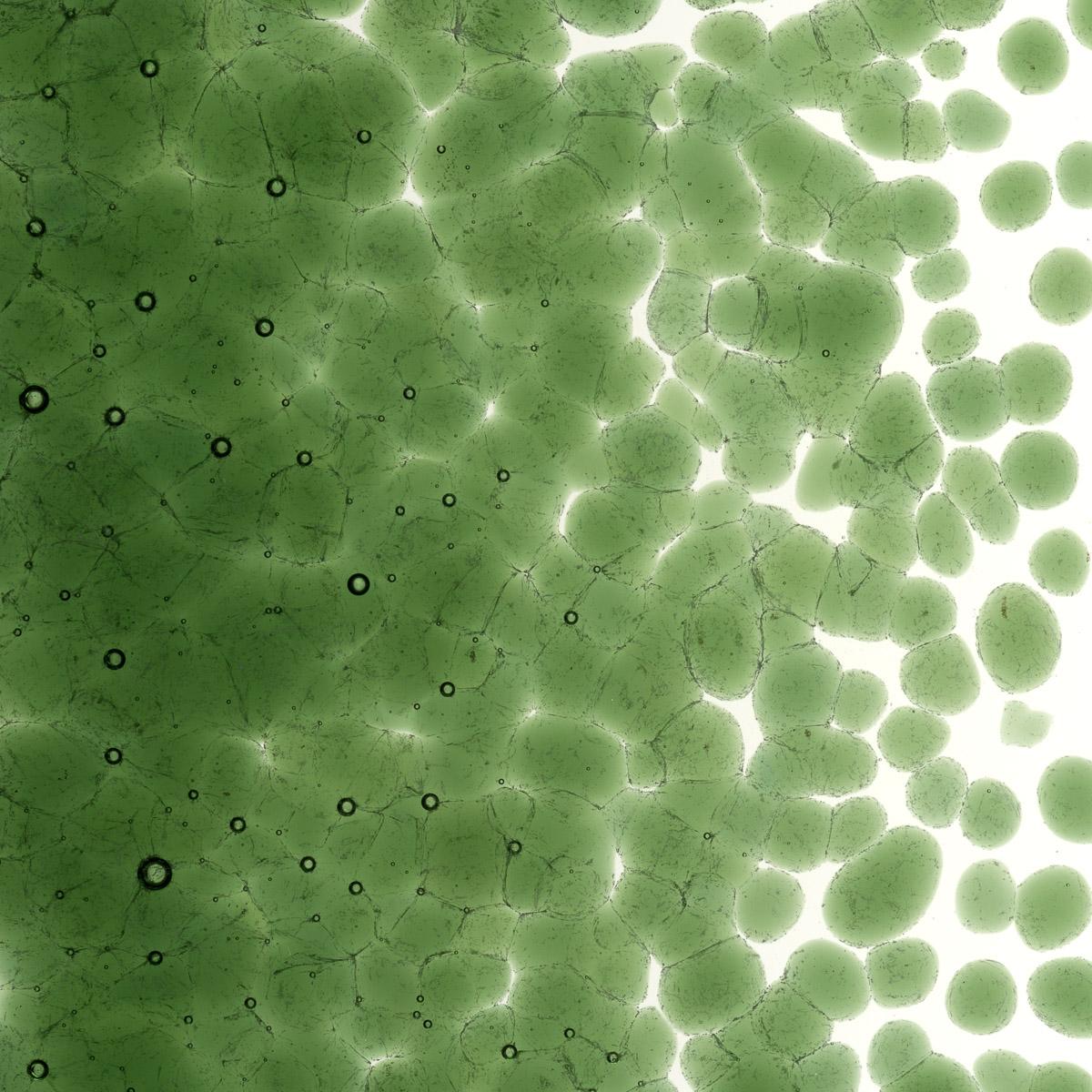 Featured image for “Olive Green Transparent, Coarse Frit 001141-0003-F_01”