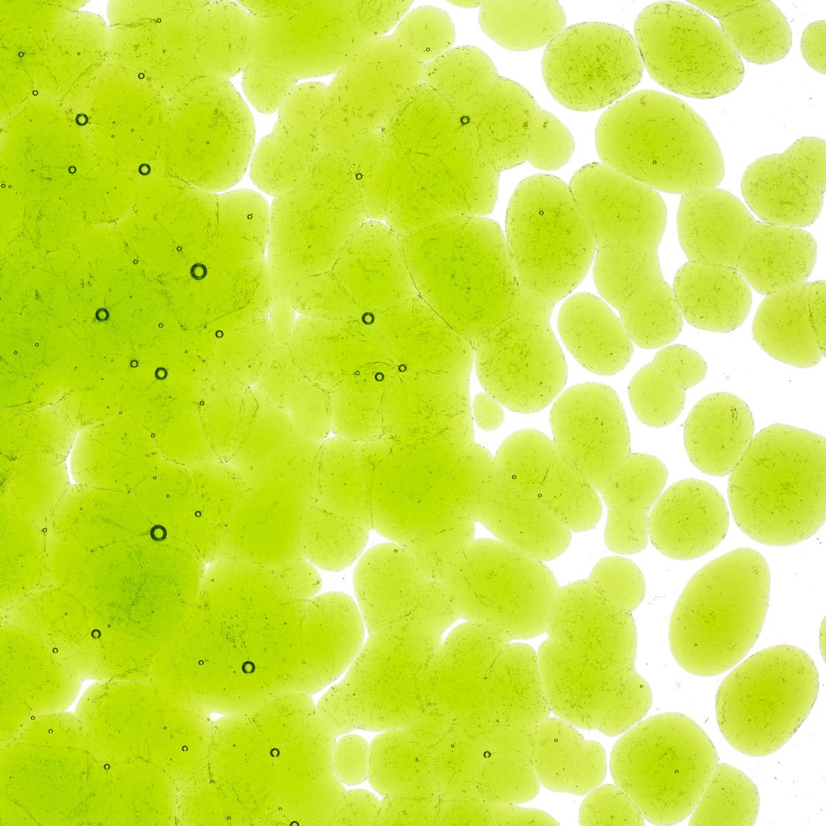 Featured image for “Spring Green Transparent, Coarse Frit 001426-0003-F-p005”