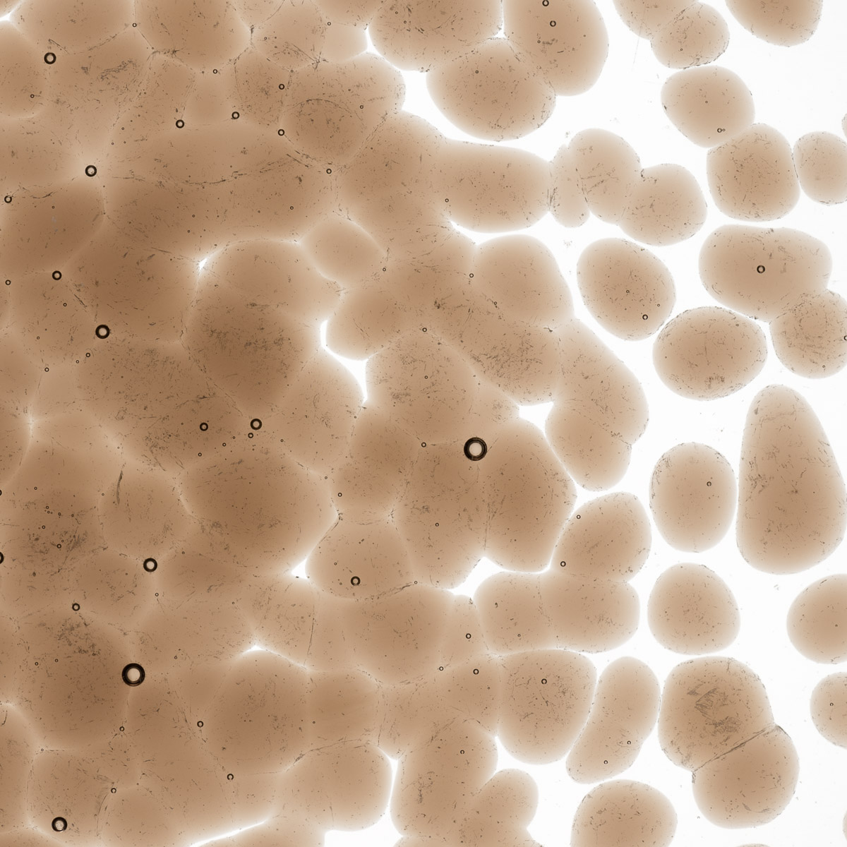 Featured image for “Tan Transparent, Coarse Frit 001419-0003-F_01”