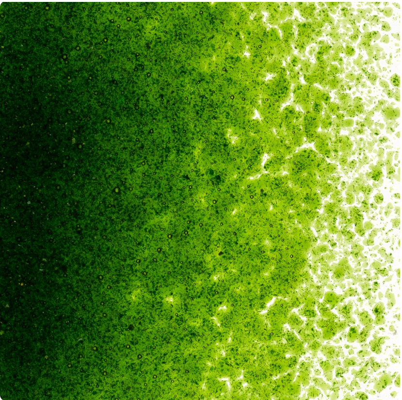 Featured image for “Light Aventurine Transparent Fine Frit 90 BU 001412-0001-F-P005”